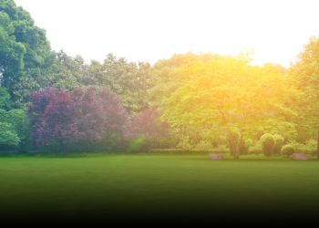 Open Lawns